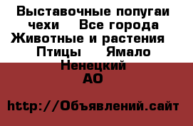 Выставочные попугаи чехи  - Все города Животные и растения » Птицы   . Ямало-Ненецкий АО